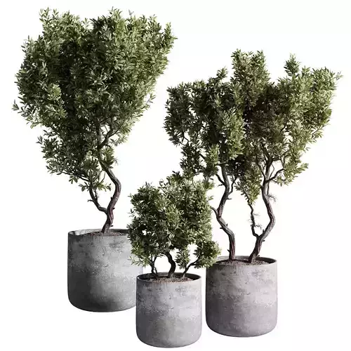 indoor plants - 67 plant in pot