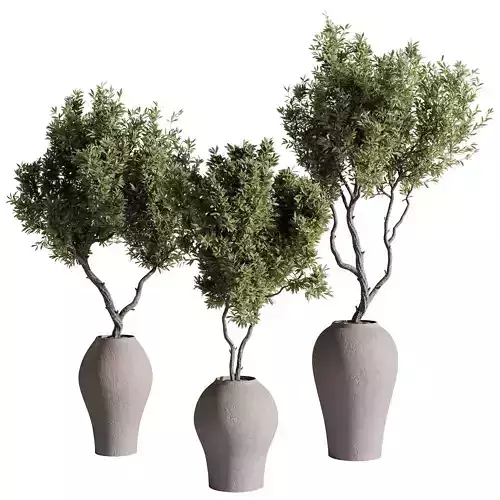 indoor plants - 68 plant in pot