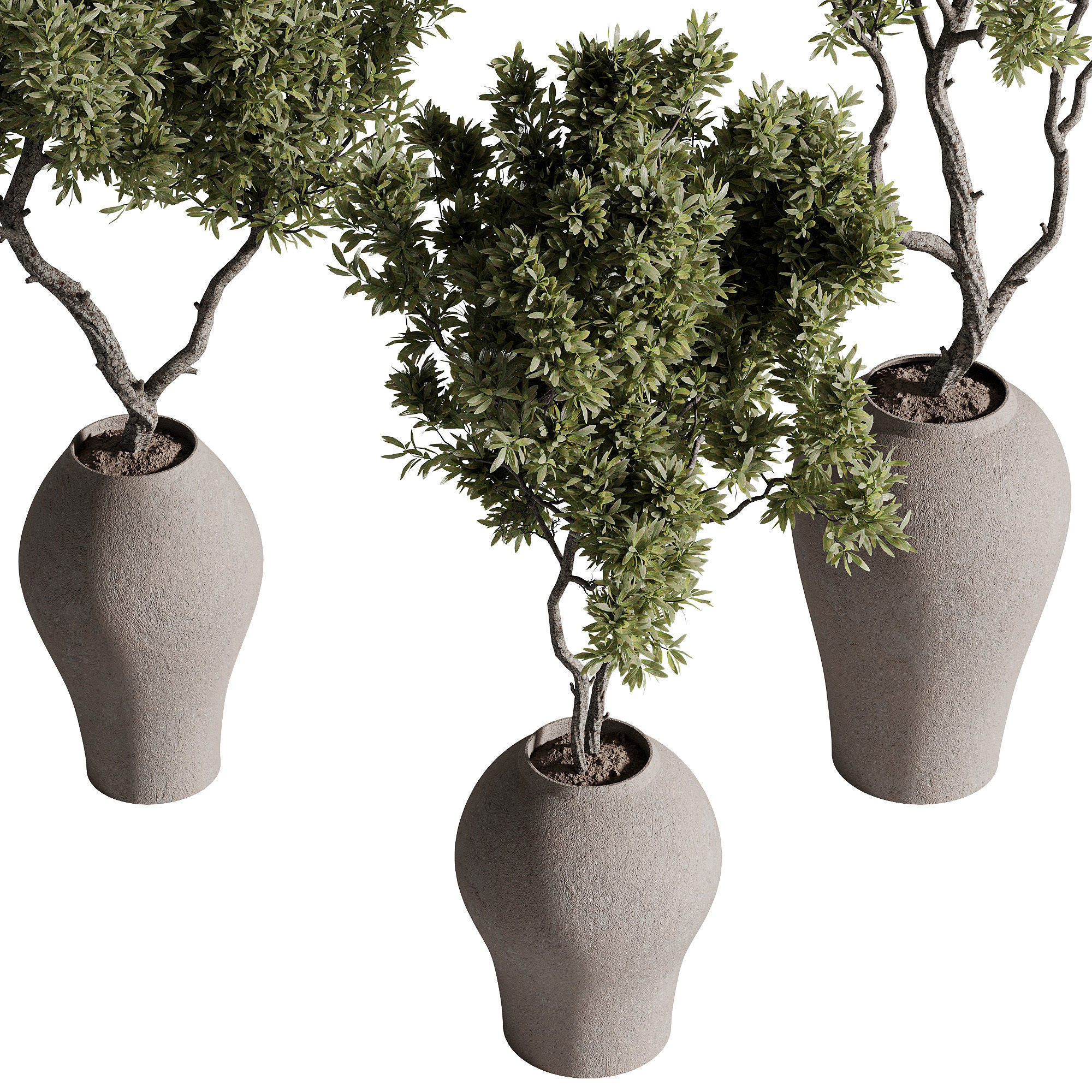 indoor plants - 68 plant in pot 3D model_1