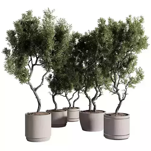 indoor plants - 69 plant in pot