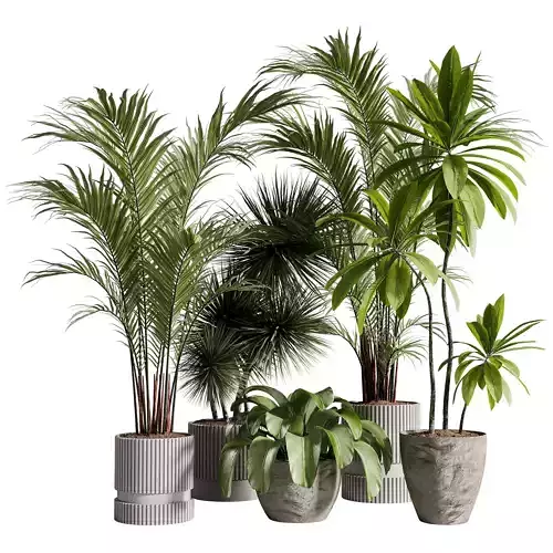 Indoor Plants collection - 71  Plants in pot