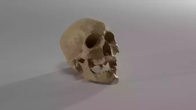 Realistic skull of elderly man