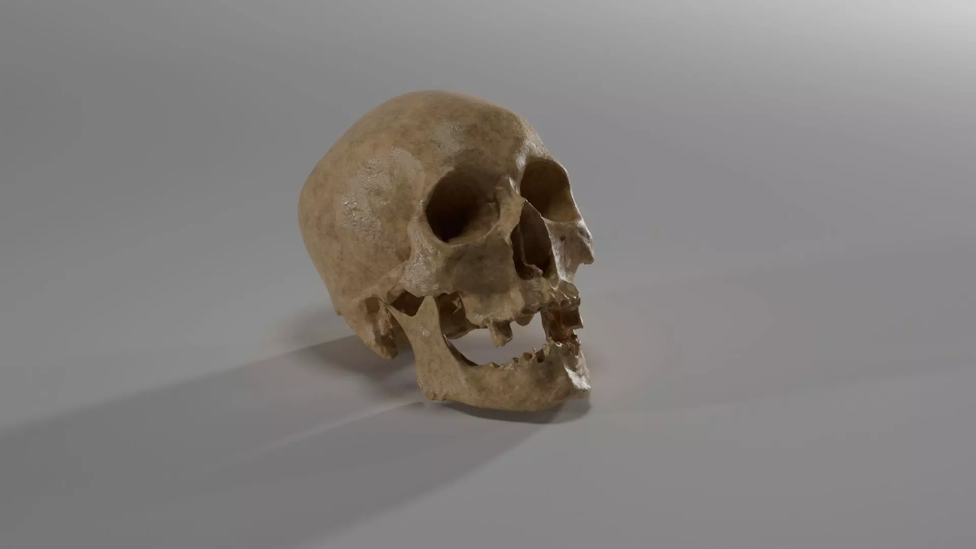 Realistic skull of elderly man Low-poly 3D model_0