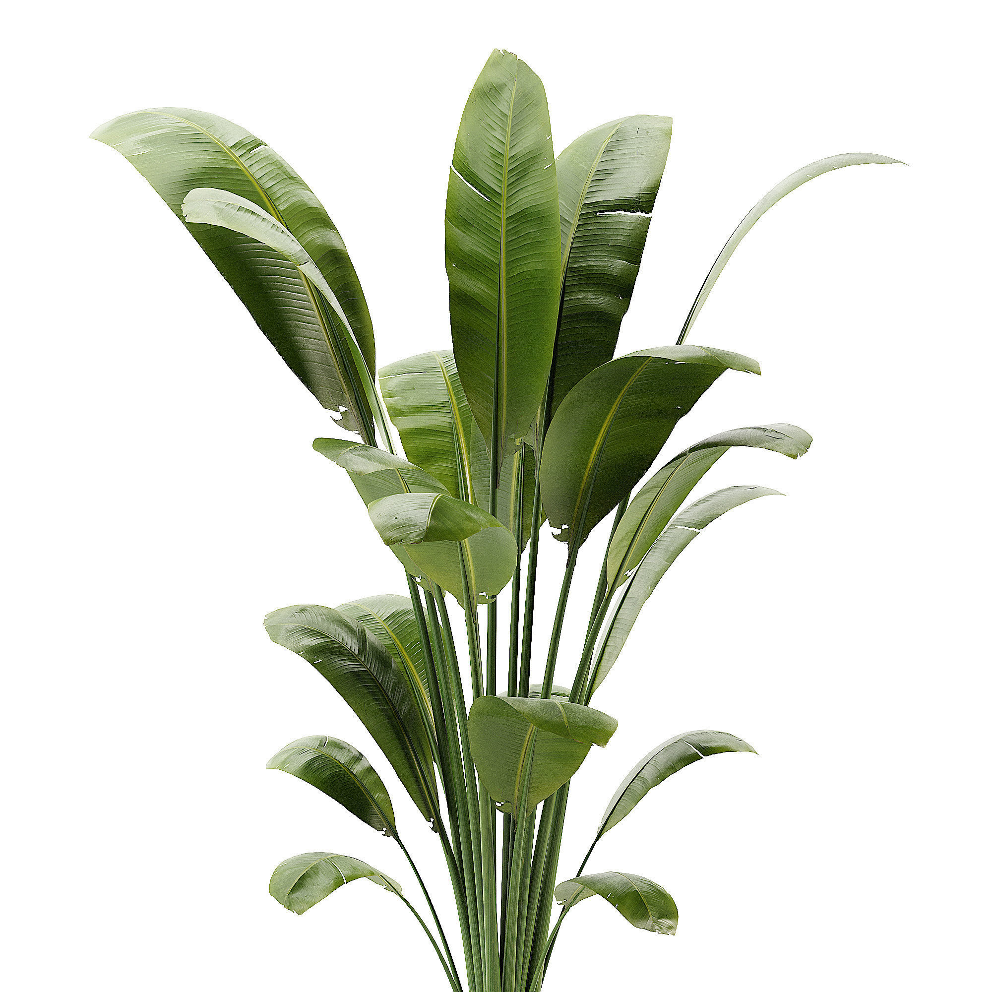 Artificial Bird Of Paradise Plant Tree Low-poly 3D model_6