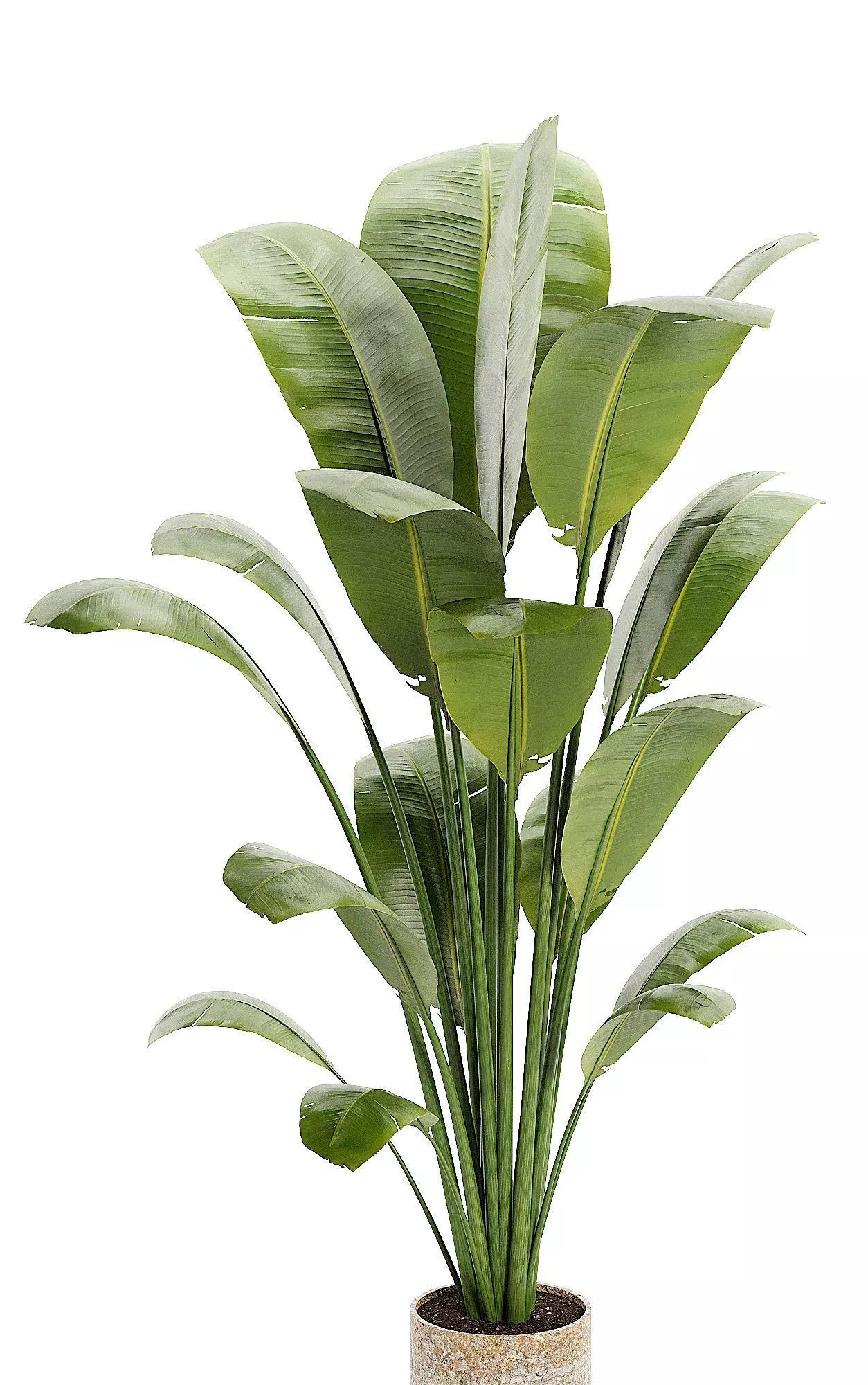 Artificial Bird Of Paradise Plant Tree Low-poly 3D model_0