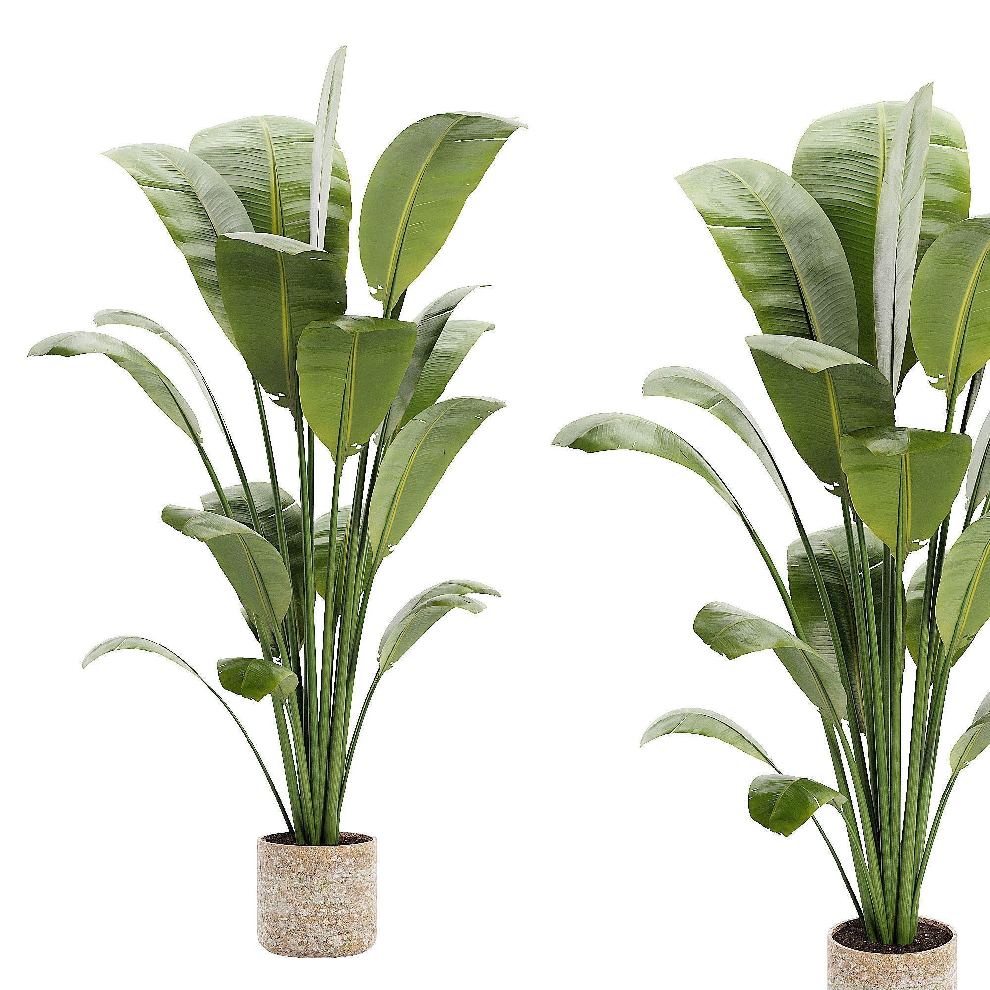 Artificial Bird Of Paradise Plant Tree Low-poly 3D model_1