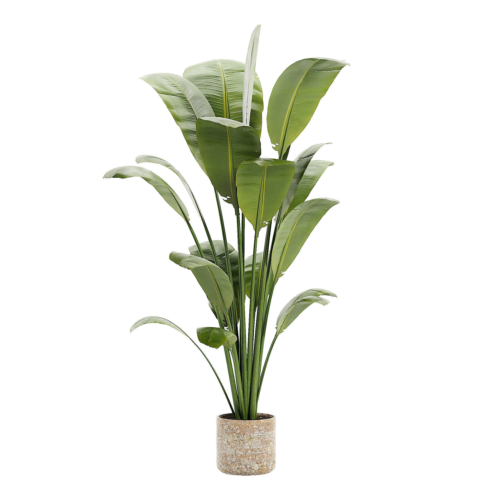 Artificial Bird Of Paradise Plant Tree Low-poly 3D model_2
