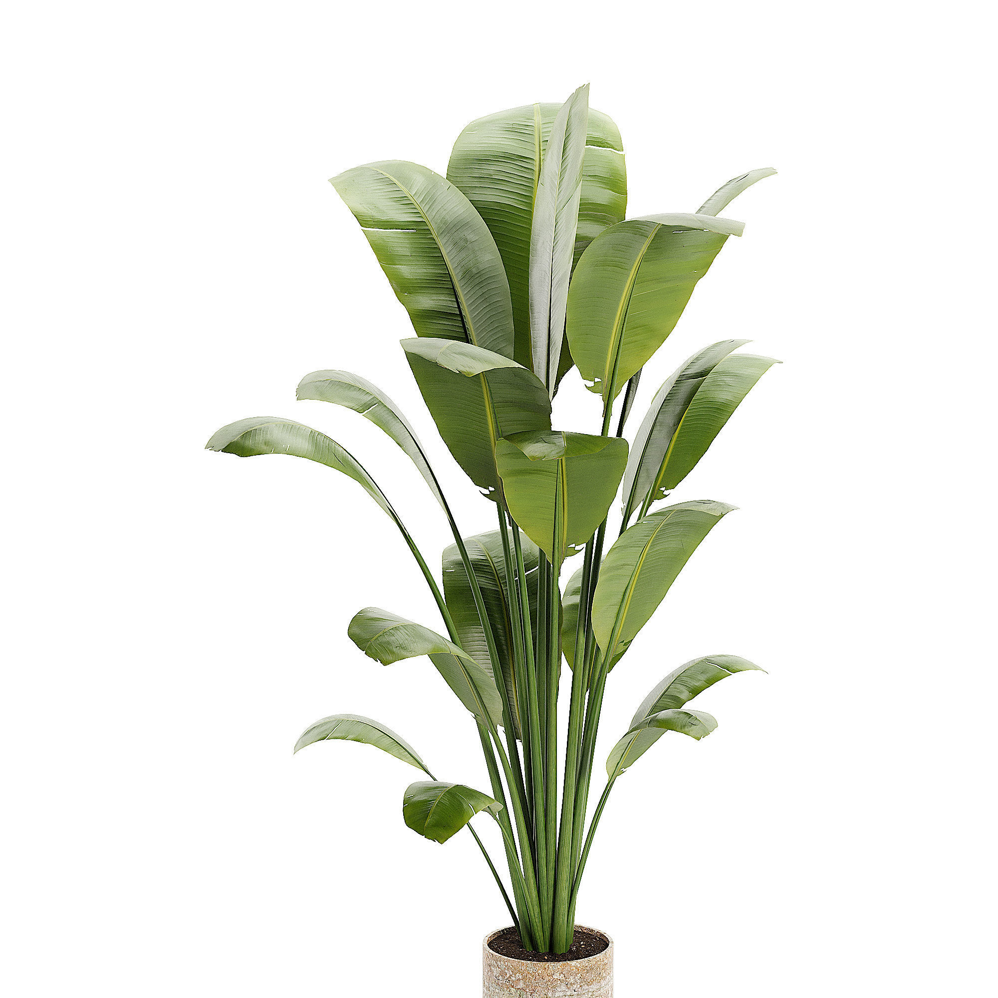 Artificial Bird Of Paradise Plant Tree Low-poly 3D model_4