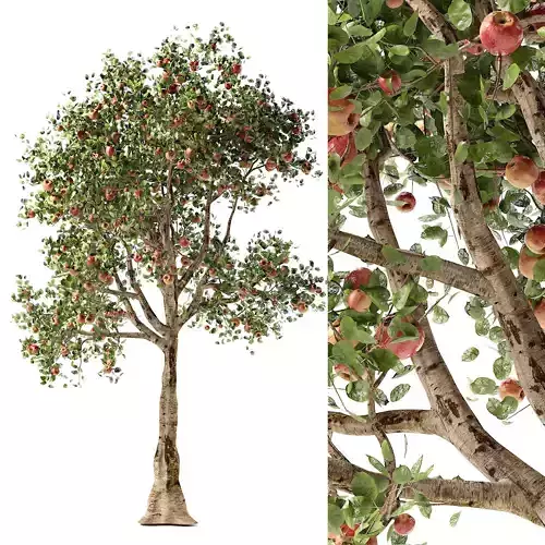 Apple tree