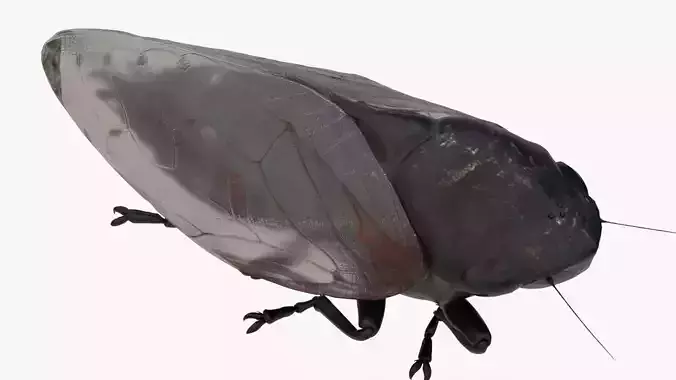 Cicada Low-poly 3D model