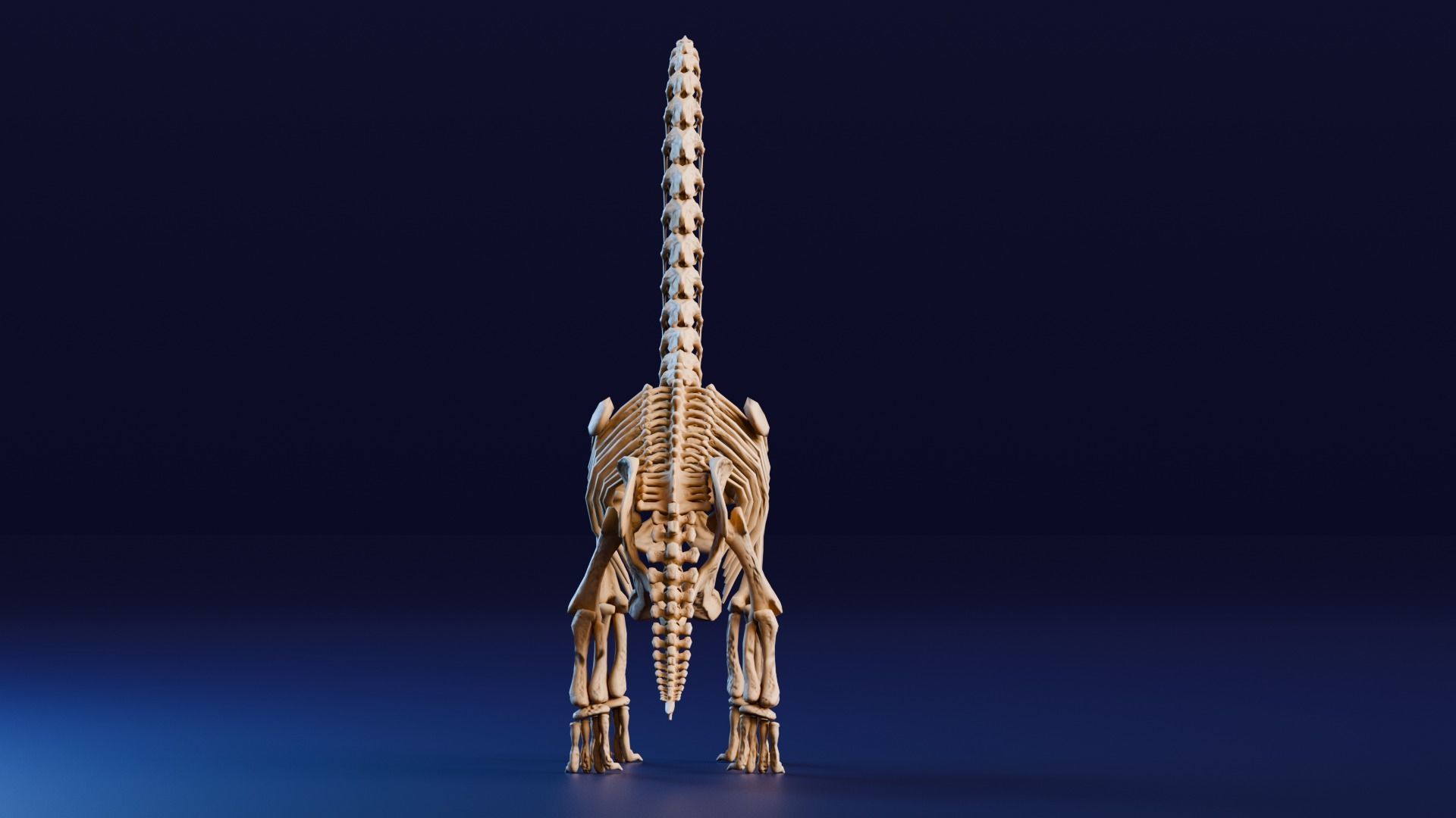 Realistic Ancient Reptilians Fossil - Brachiosaurus Low-poly 3D model_3