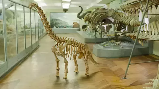 Realistic Ancient Reptilians Fossil - Brachiosaurus Low-poly 3D model