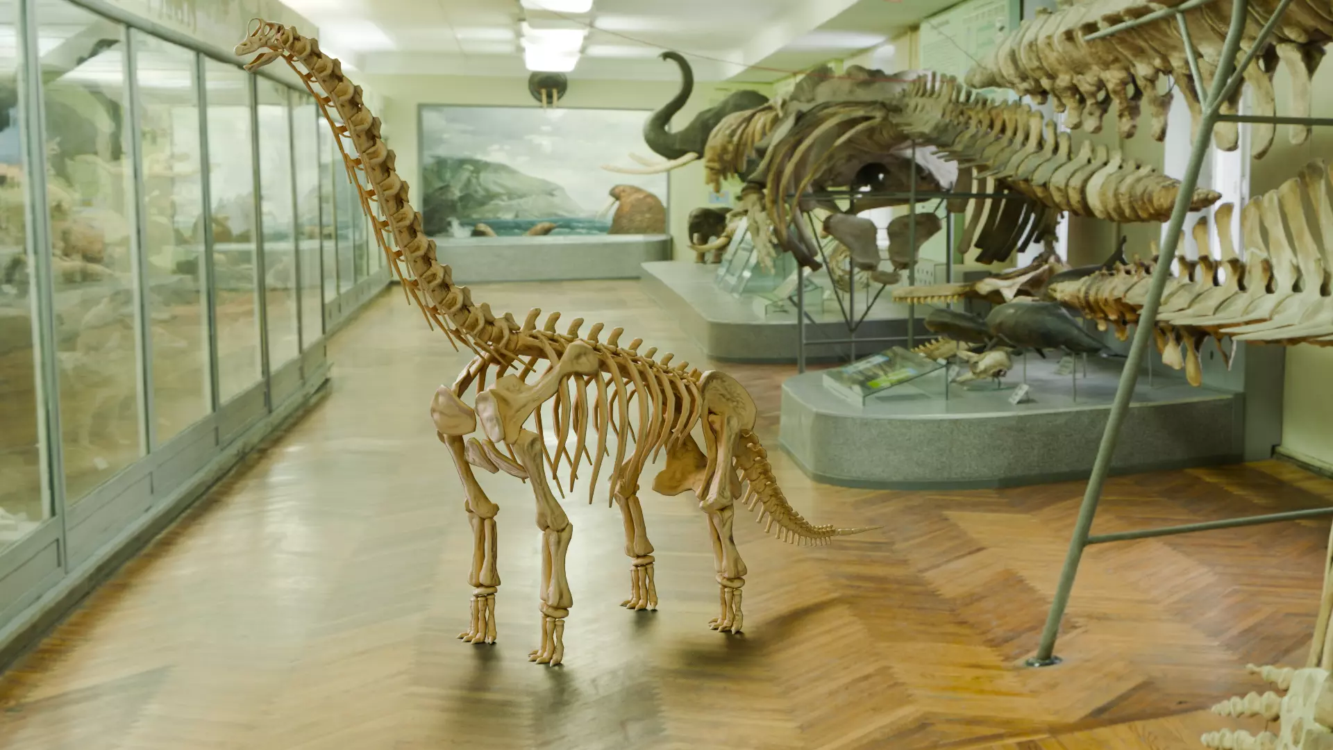 Realistic Ancient Reptilians Fossil - Brachiosaurus Low-poly 3D model_0