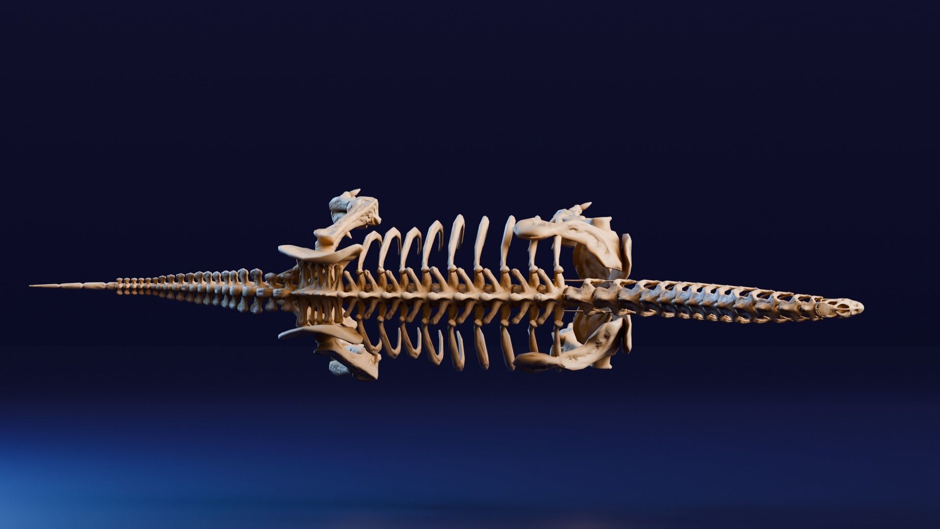 Realistic Ancient Reptilians Fossil - Brachiosaurus Low-poly 3D model_5