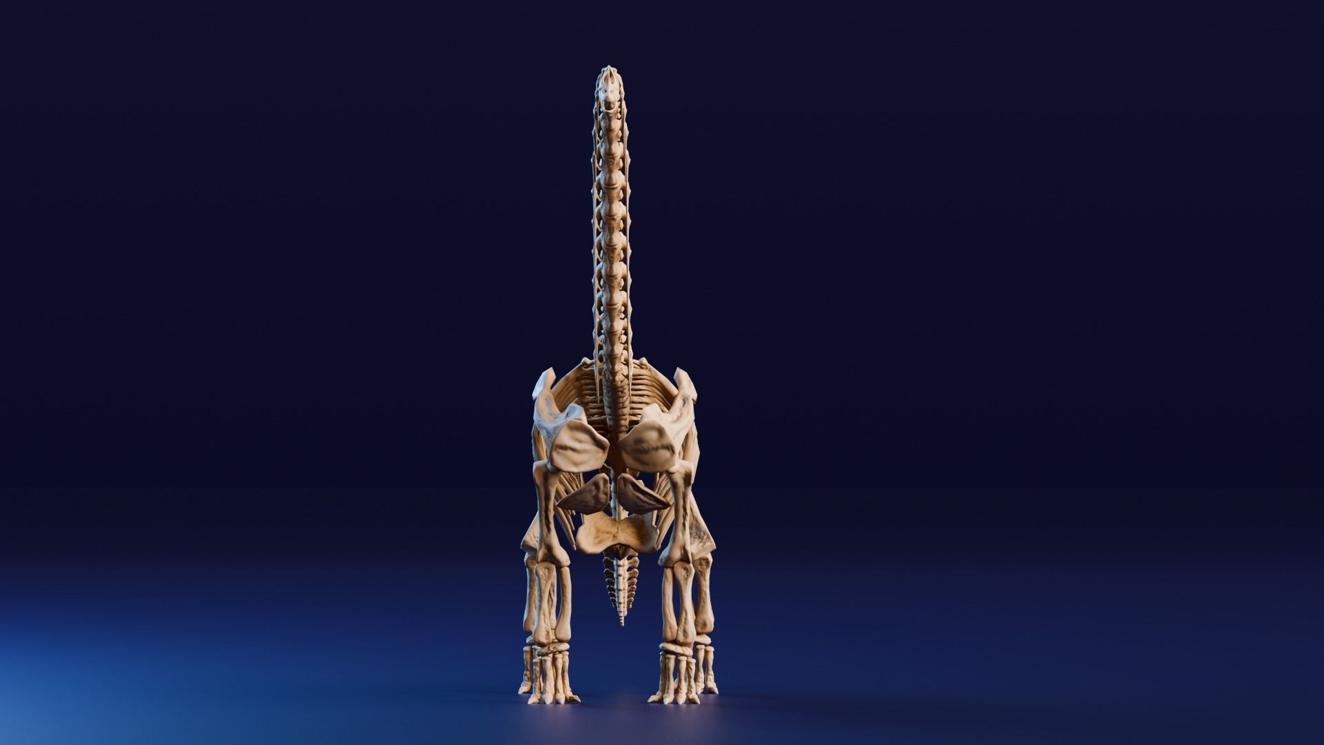 Realistic Ancient Reptilians Fossil - Brachiosaurus Low-poly 3D model_2