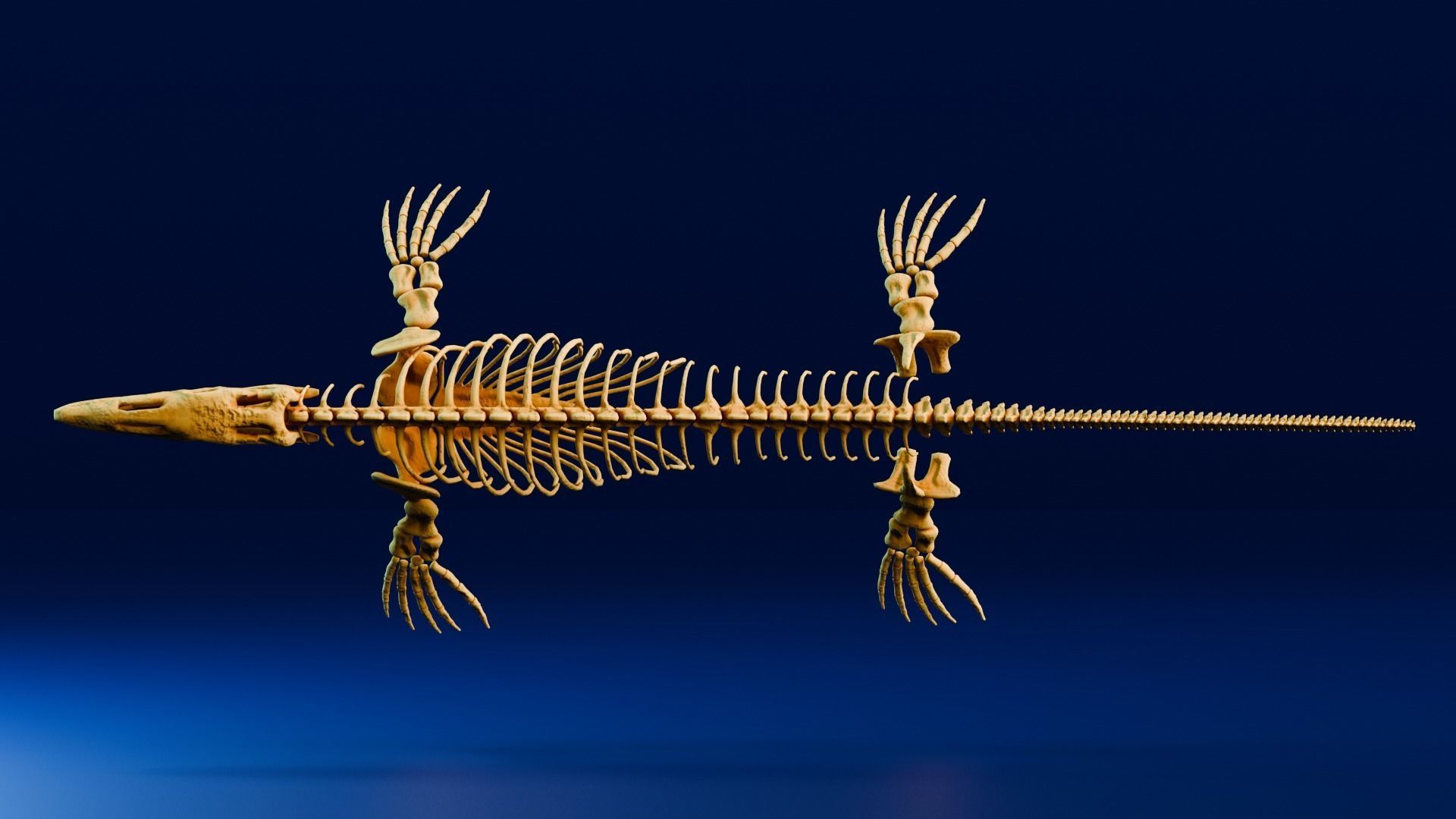 Realistic Ancient Reptilians Fossil - Mosasaurus Low-poly 3D model_3