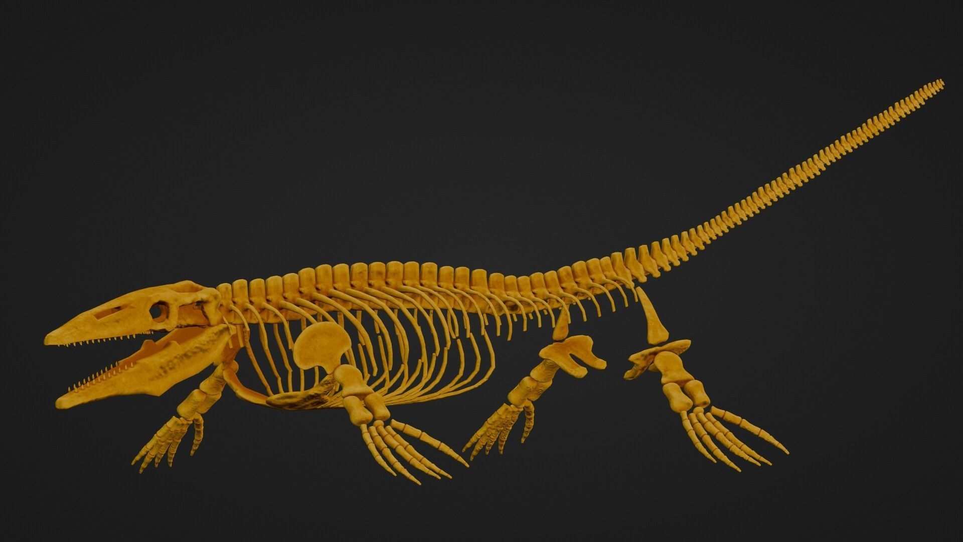Realistic Ancient Reptilians Fossil - Mosasaurus Low-poly 3D model_6