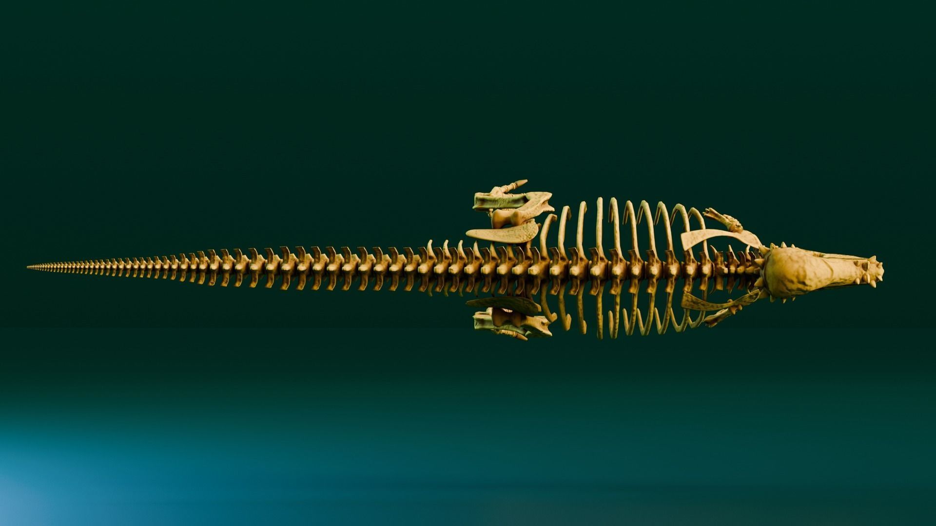 Realistic Ancient Reptilians Fossil - Pachycephalosaurus Low-poly 3D model_4