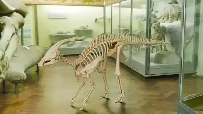 Realistic Ancient Reptilians Fossil - Parasaurus Low-poly 3D model