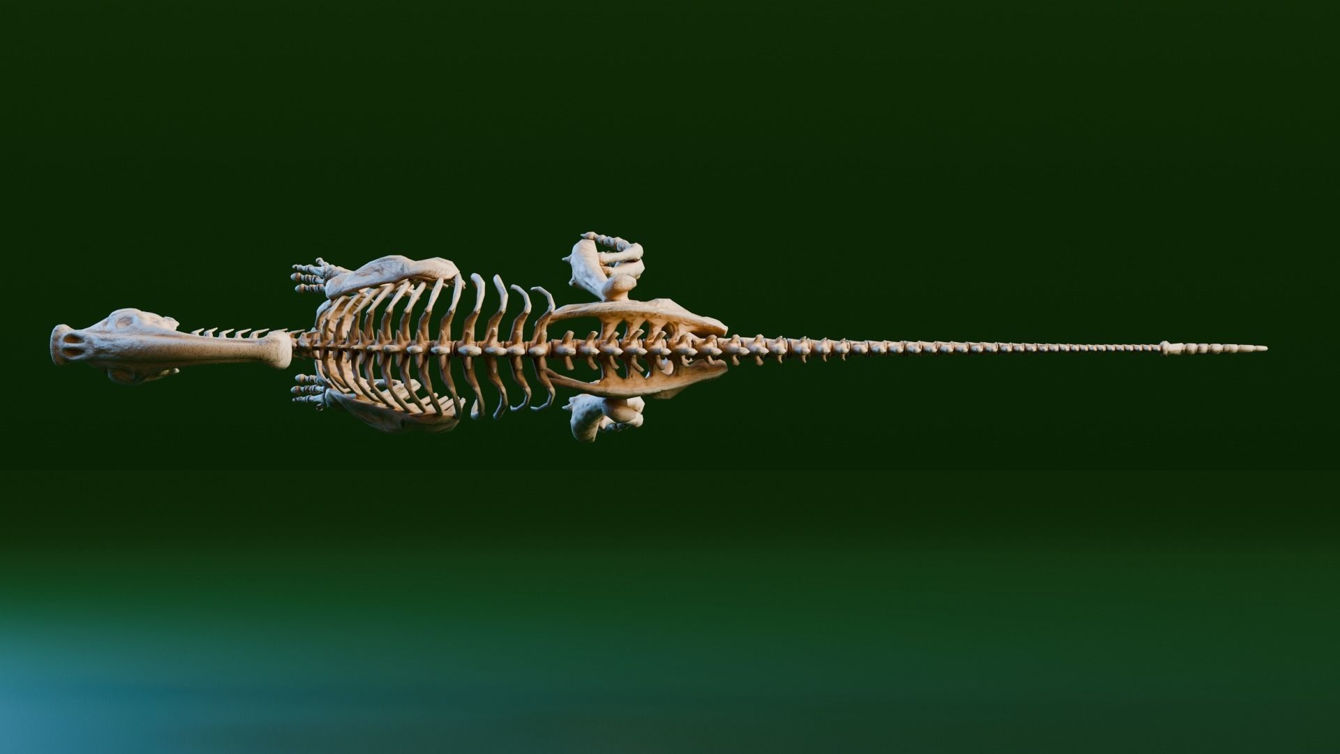 Realistic Ancient Reptilians Fossil - Parasaurus Low-poly 3D model_3