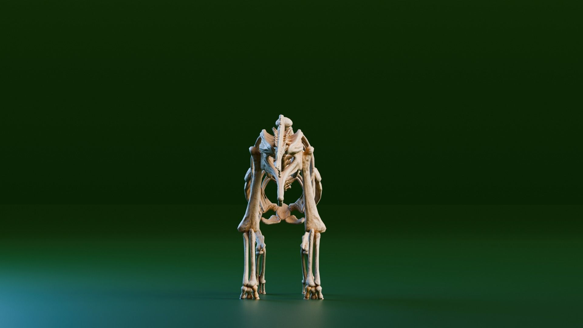 Realistic Ancient Reptilians Fossil - Parasaurus Low-poly 3D model_6