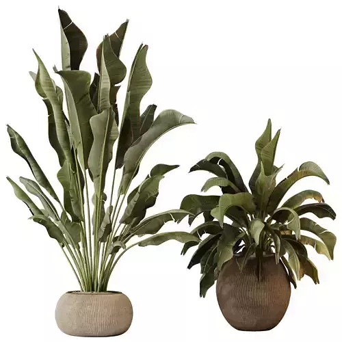 Plants Ravenala Banana Strelitzia Nicolai Bird Of Paradise Set02 3D model