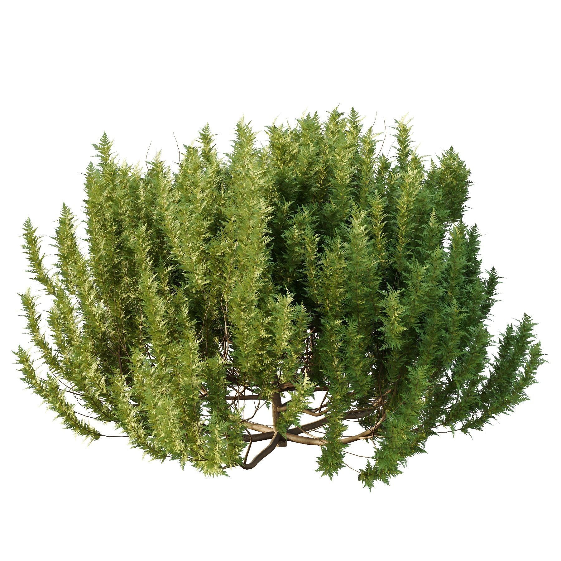 Cypress Bush 08 3D model_4