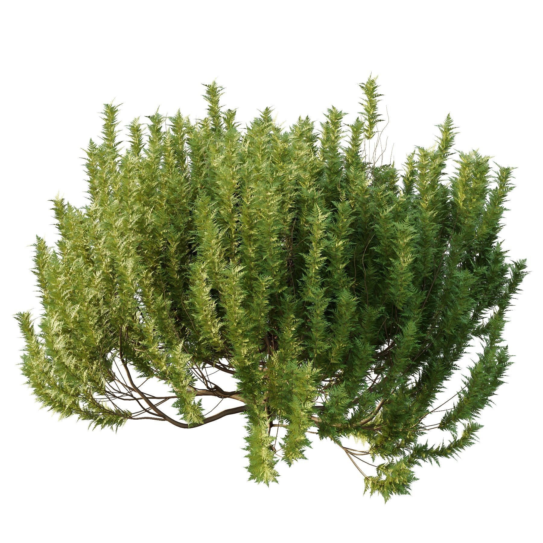 Cypress Bush 08 3D model_3