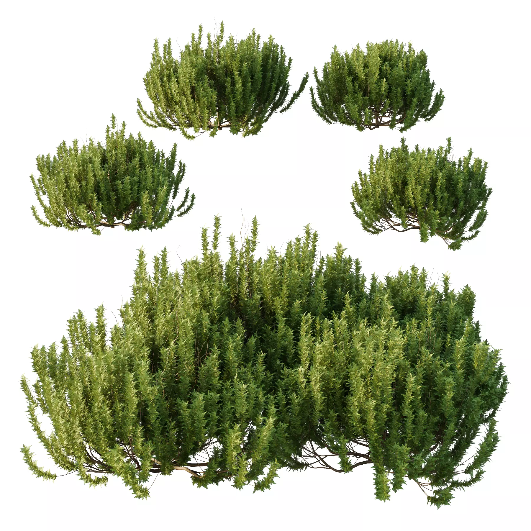 Cypress Bush 08 3D model_0