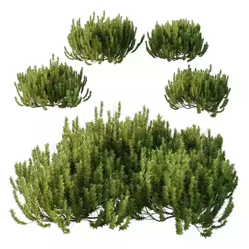 Cypress Bush 08 3D model