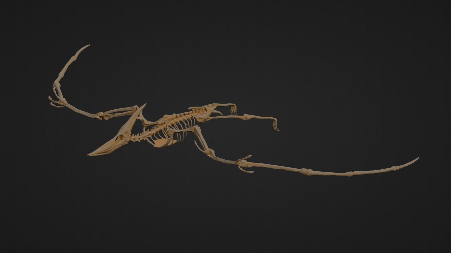 Realistic Ancient Reptilians Fossil - Pteranodon Low-poly 3D model_6