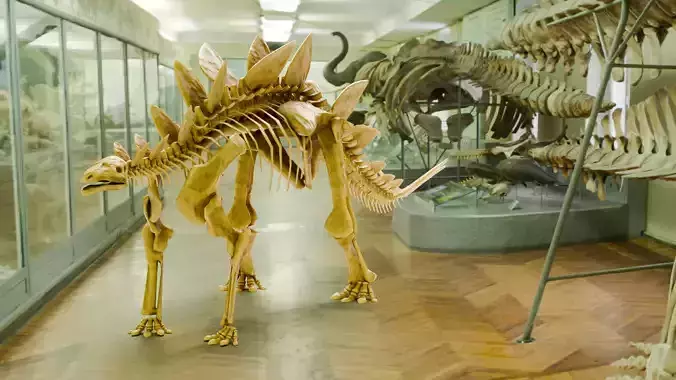Realistic Ancient Reptilians Fossil - Stegosaurus Low-poly 3D model