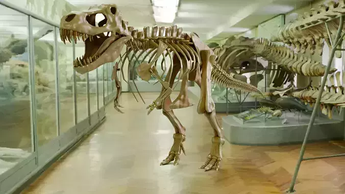 Realistic Ancient Reptilians Fossil - Tyranosaurus Low-poly 3D model
