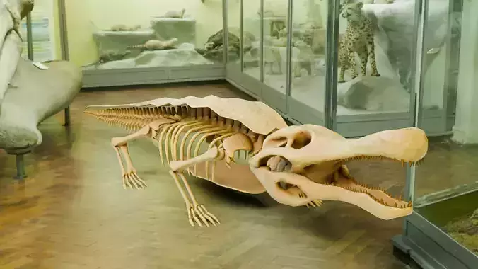Realistic Ancient Reptilians Fossil - Sarcosuchus Low-poly 3D model