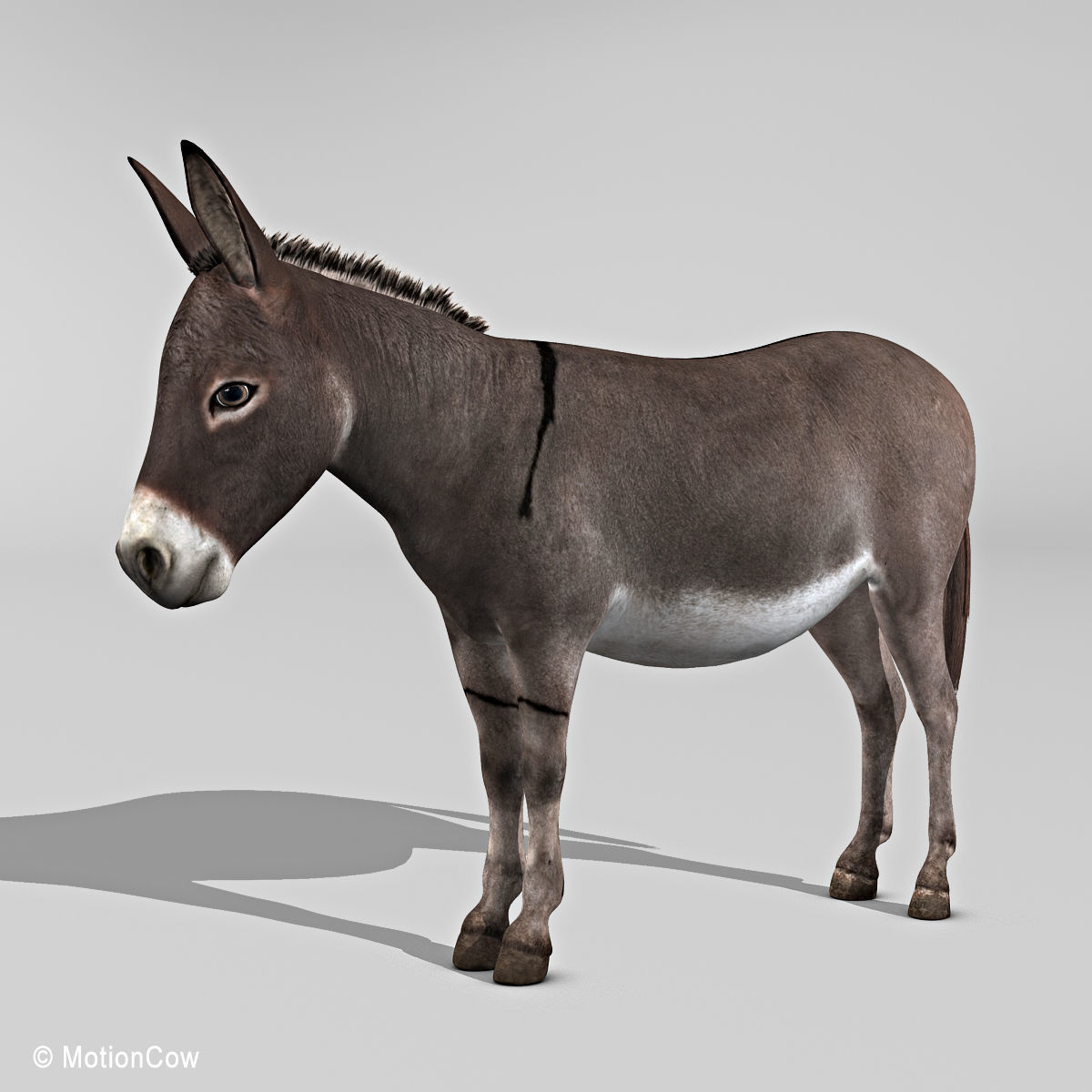 Donkey 3D model_11