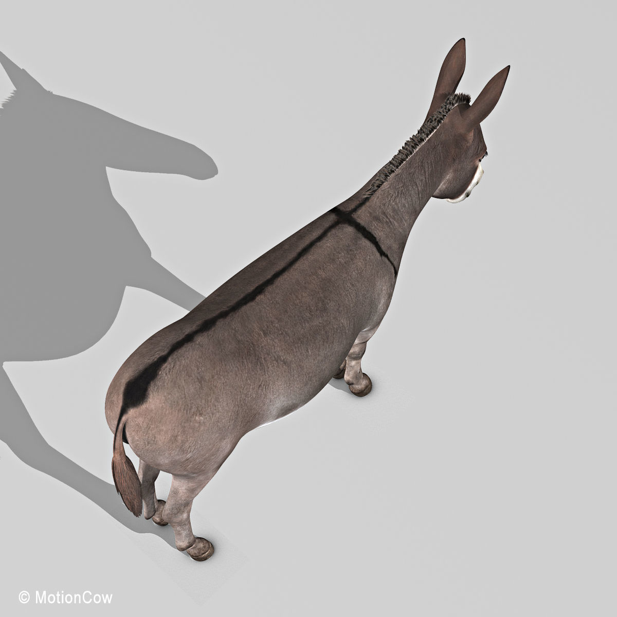 Donkey 3D model_17