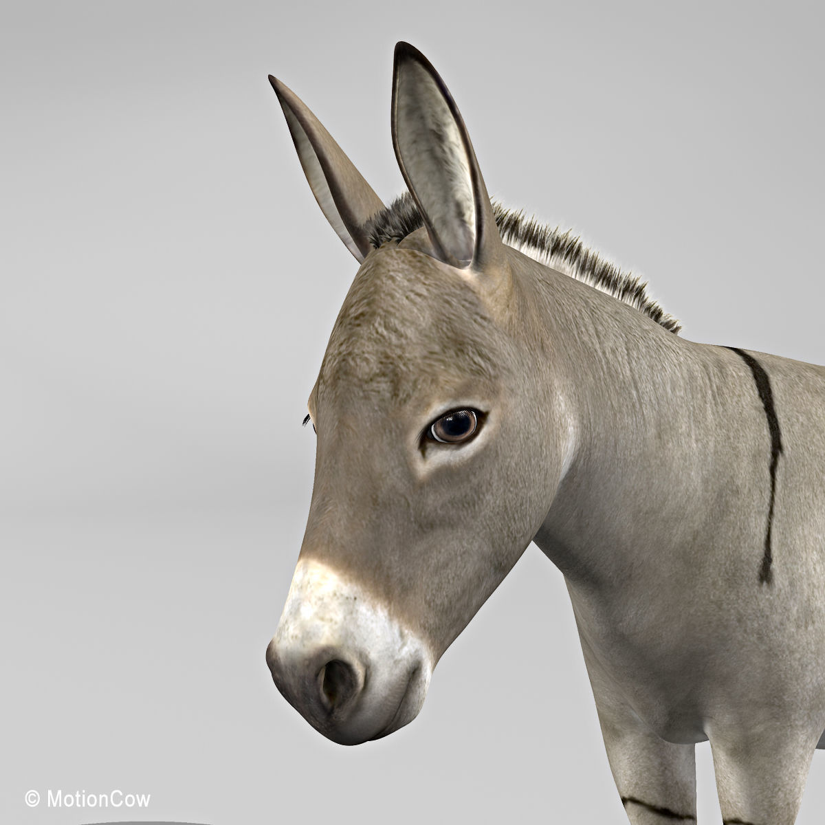 Donkey 3D model_9
