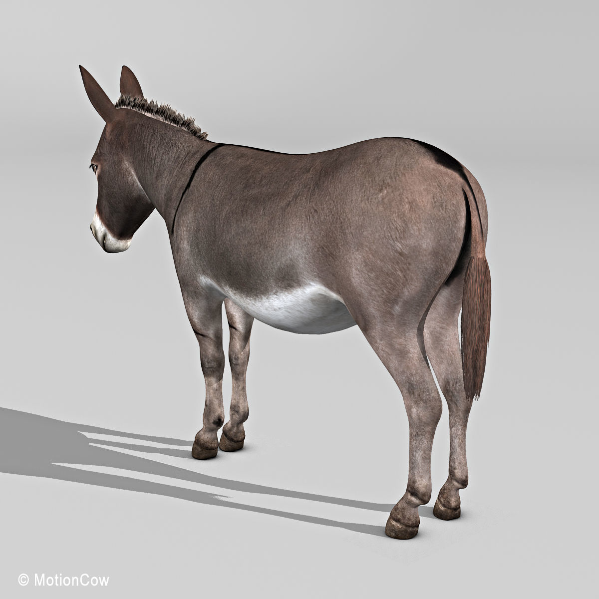 Donkey 3D model_14