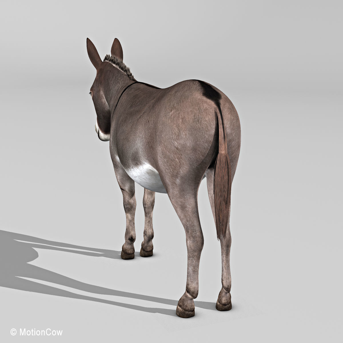 Donkey 3D model_15