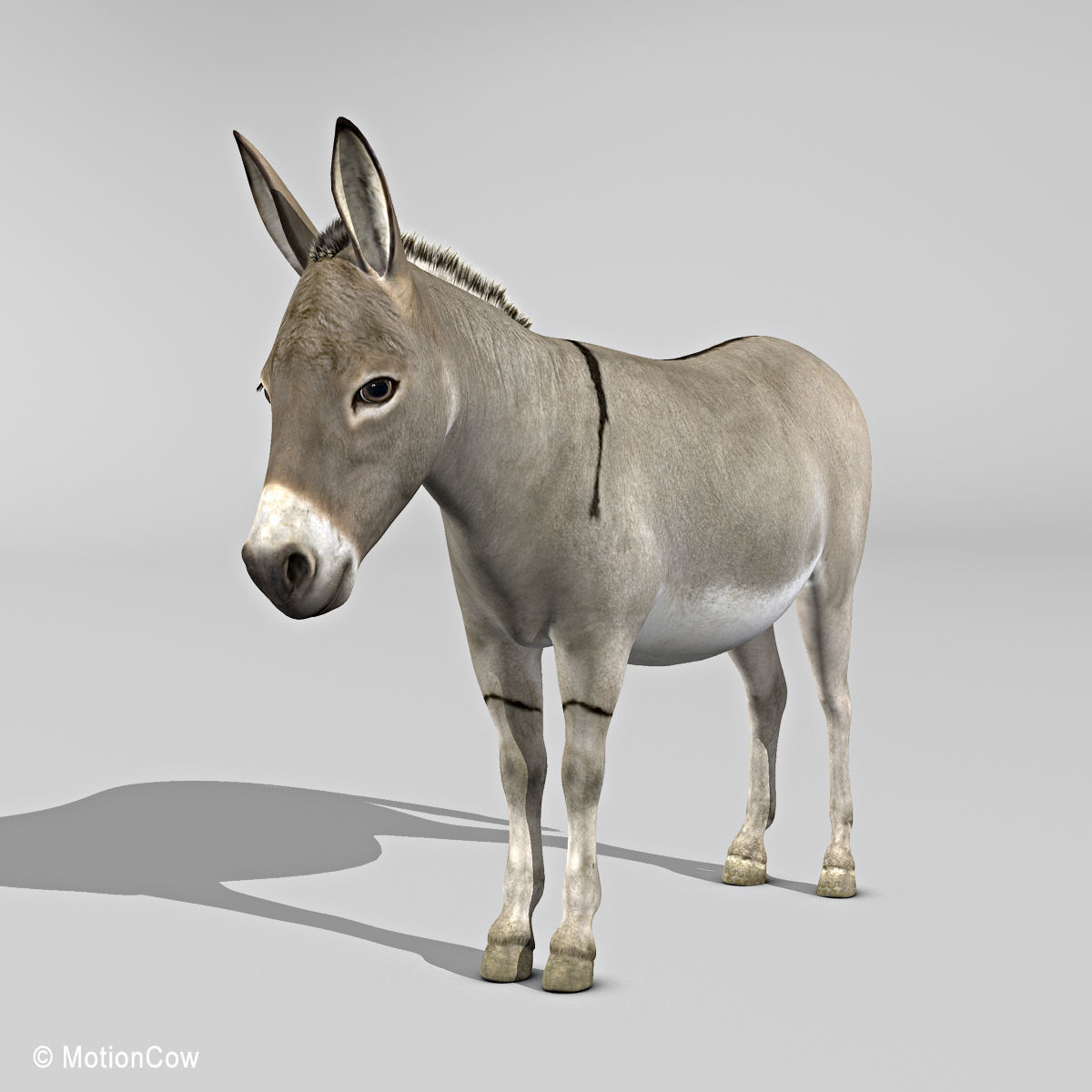 Donkey 3D model_2