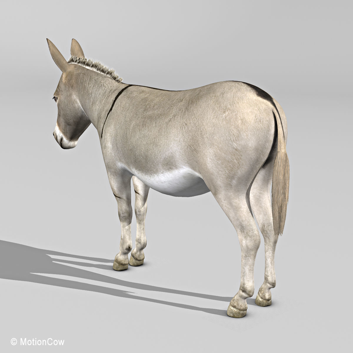 Donkey 3D model_5