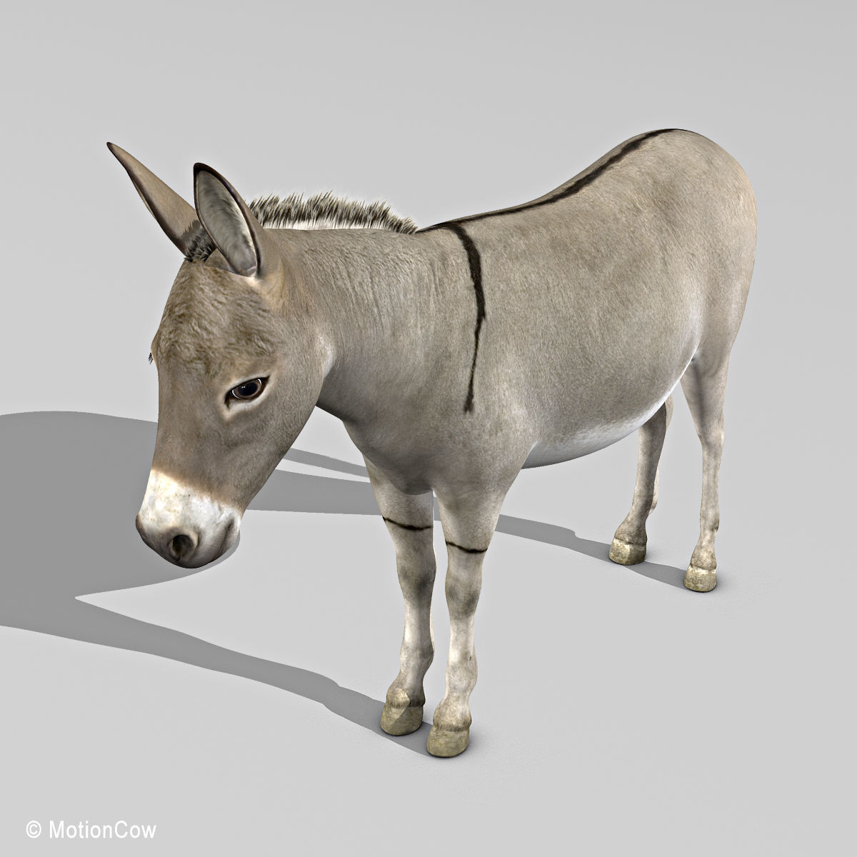 Donkey 3D model_7