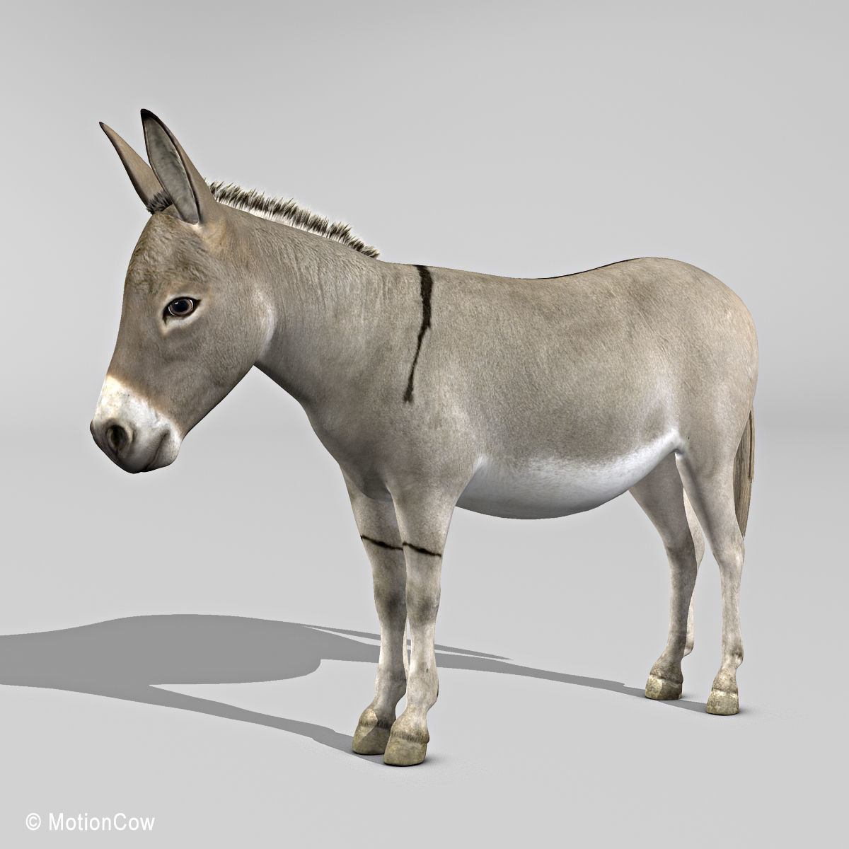 Donkey 3D model_1