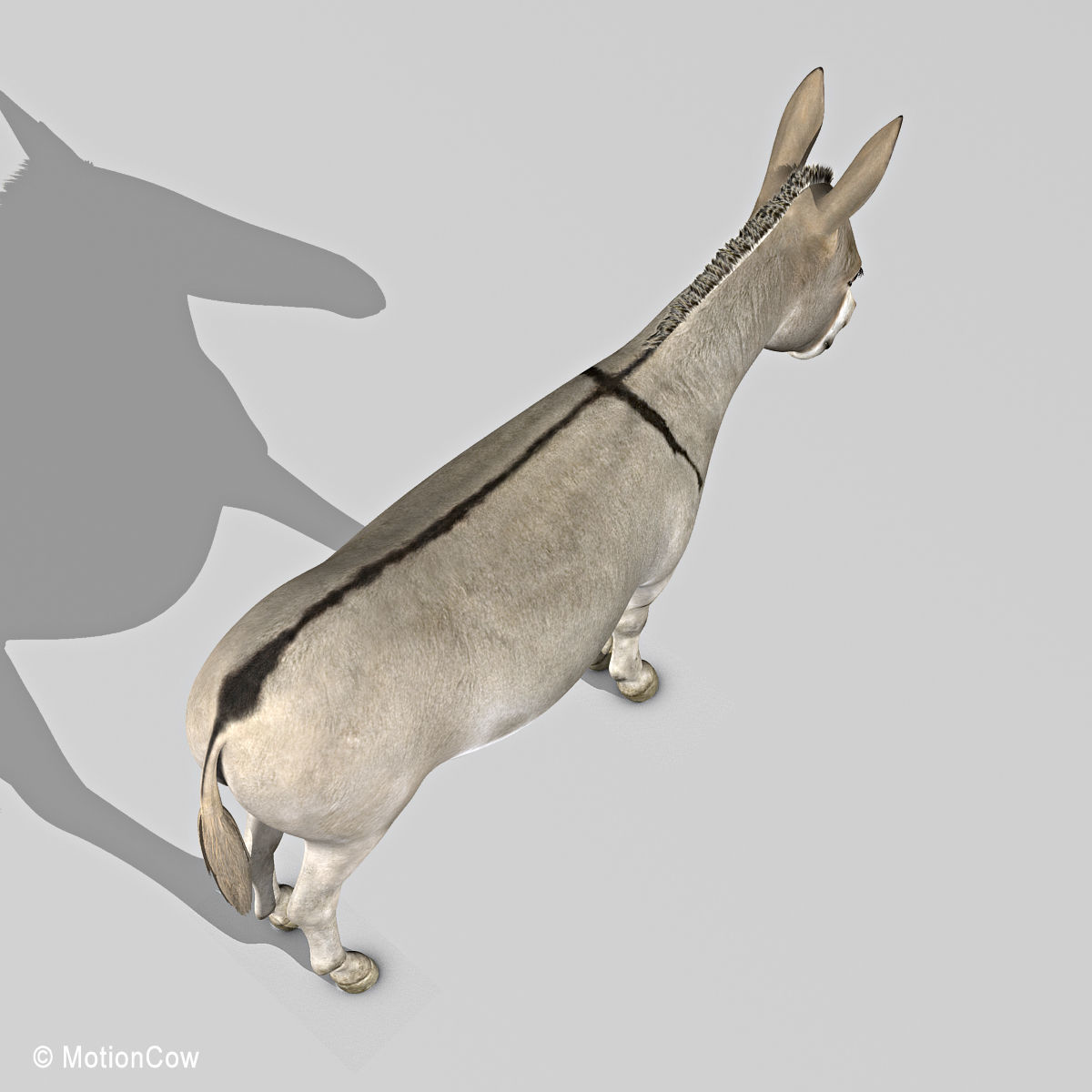 Donkey 3D model_8