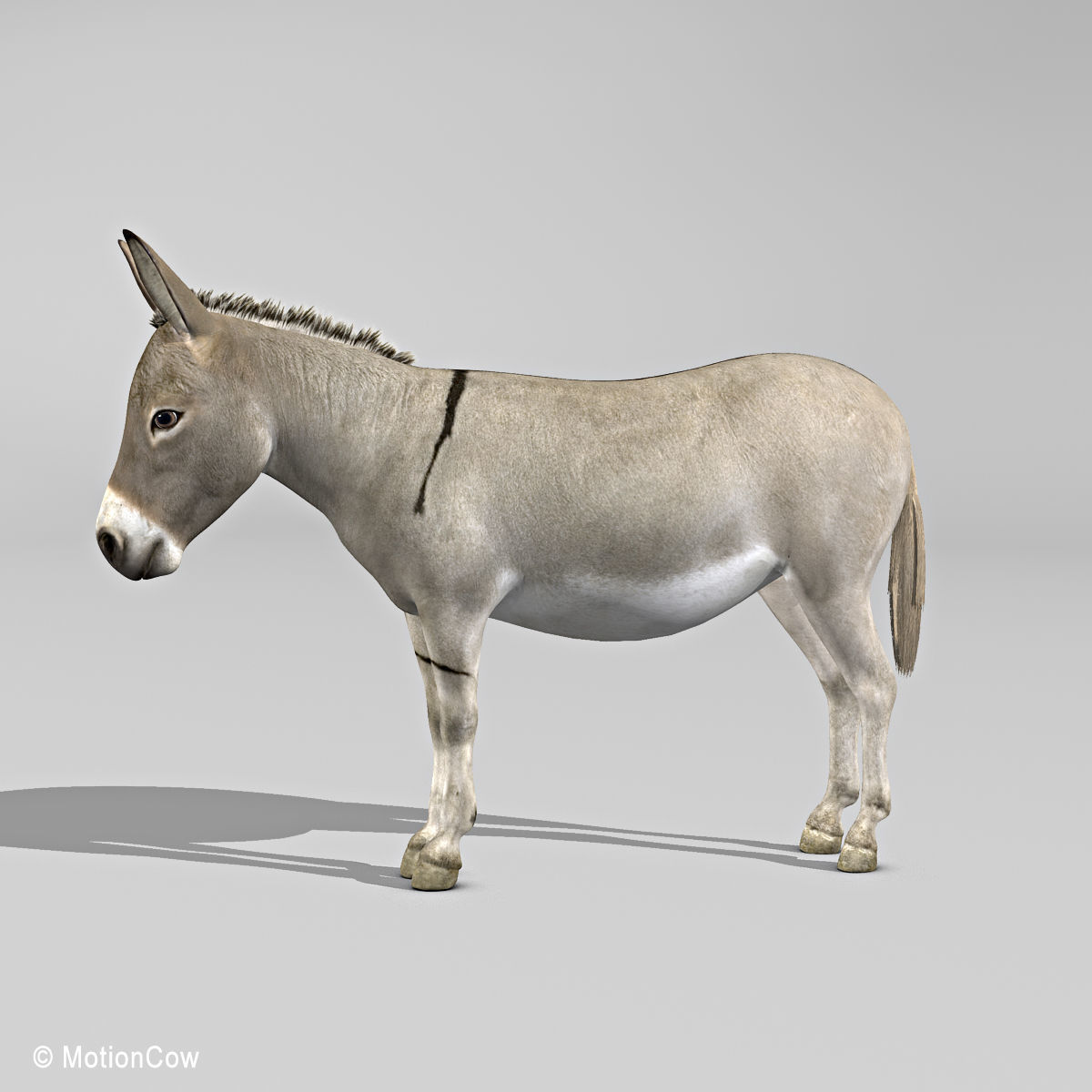 Donkey 3D model_4