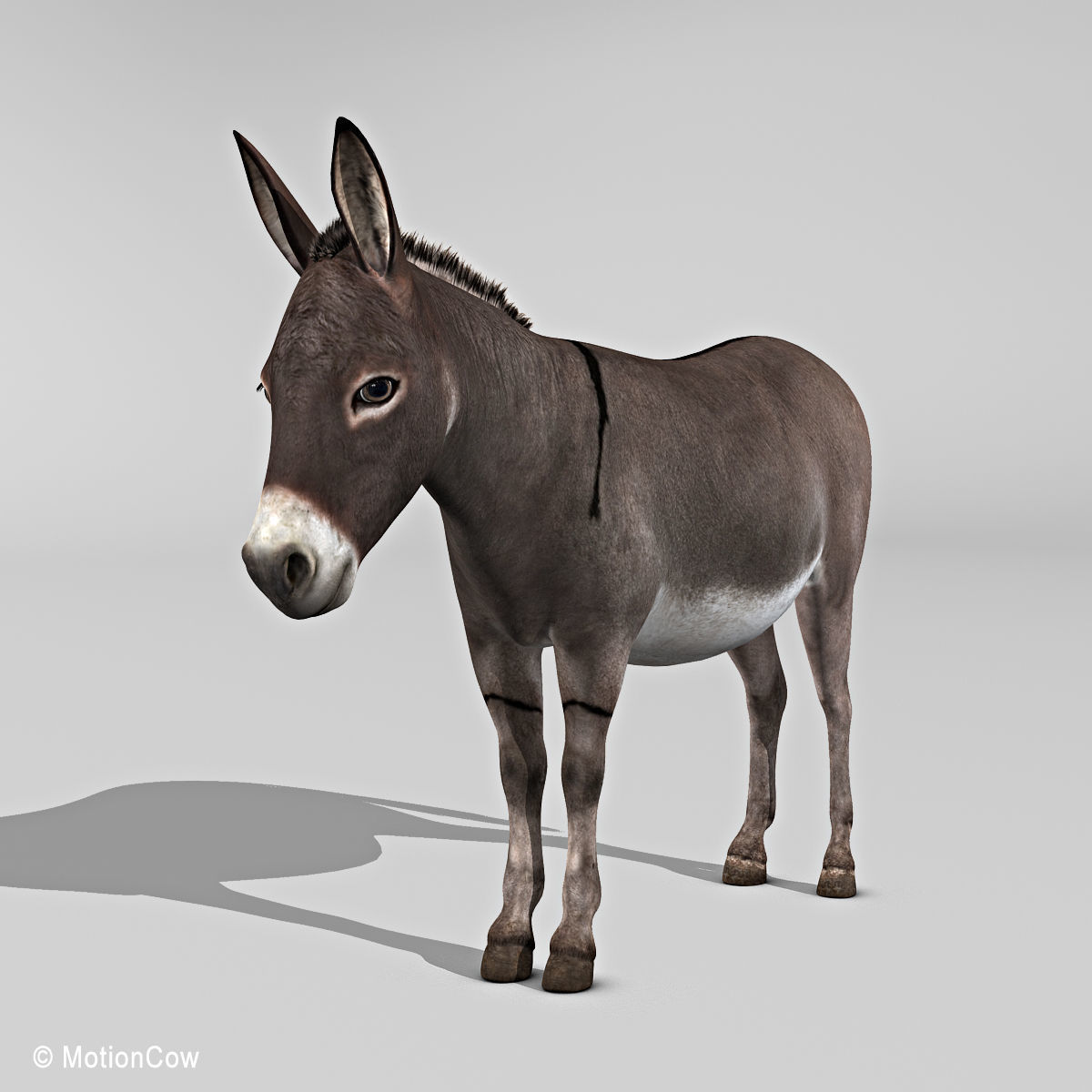 Donkey 3D model_12