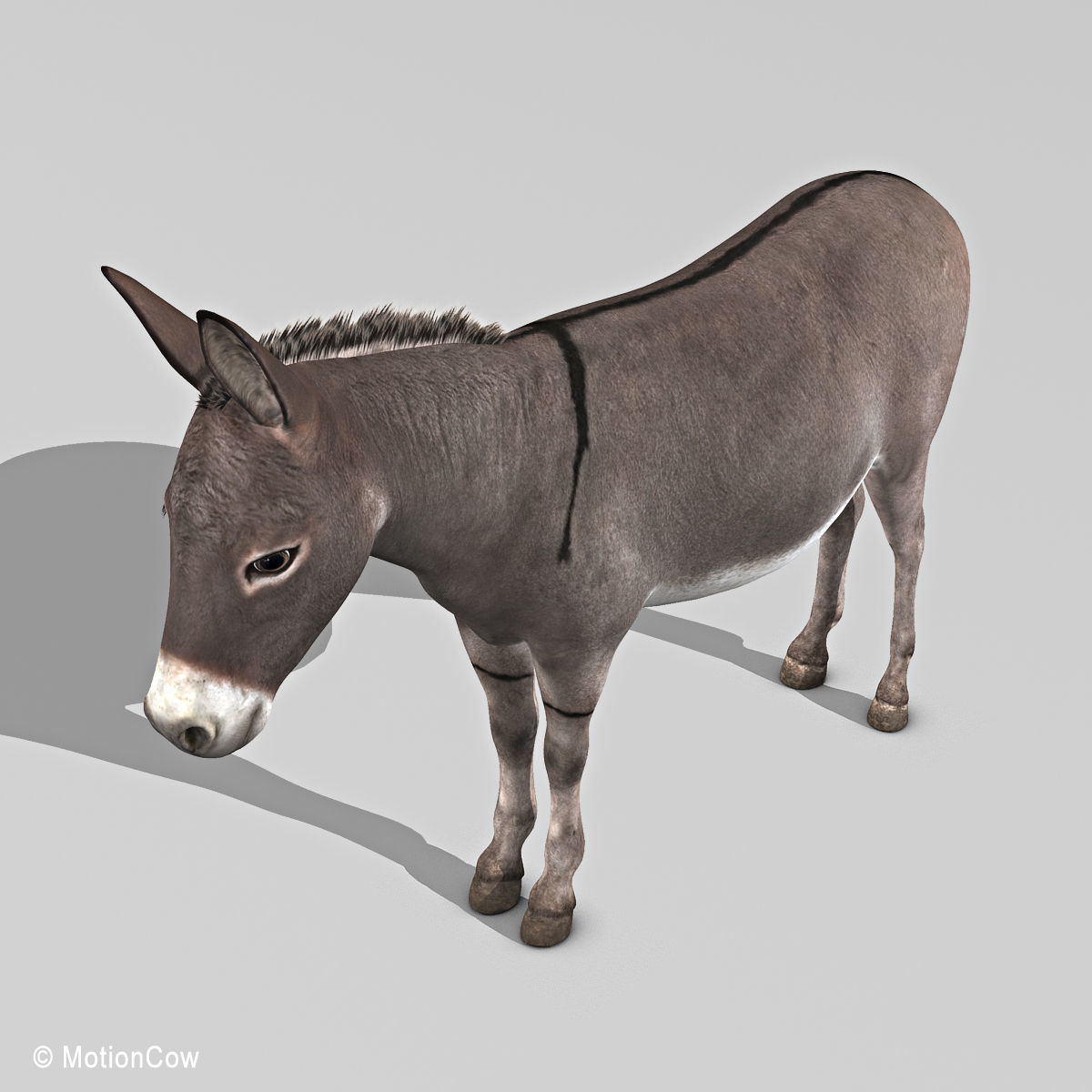 Donkey 3D model_16