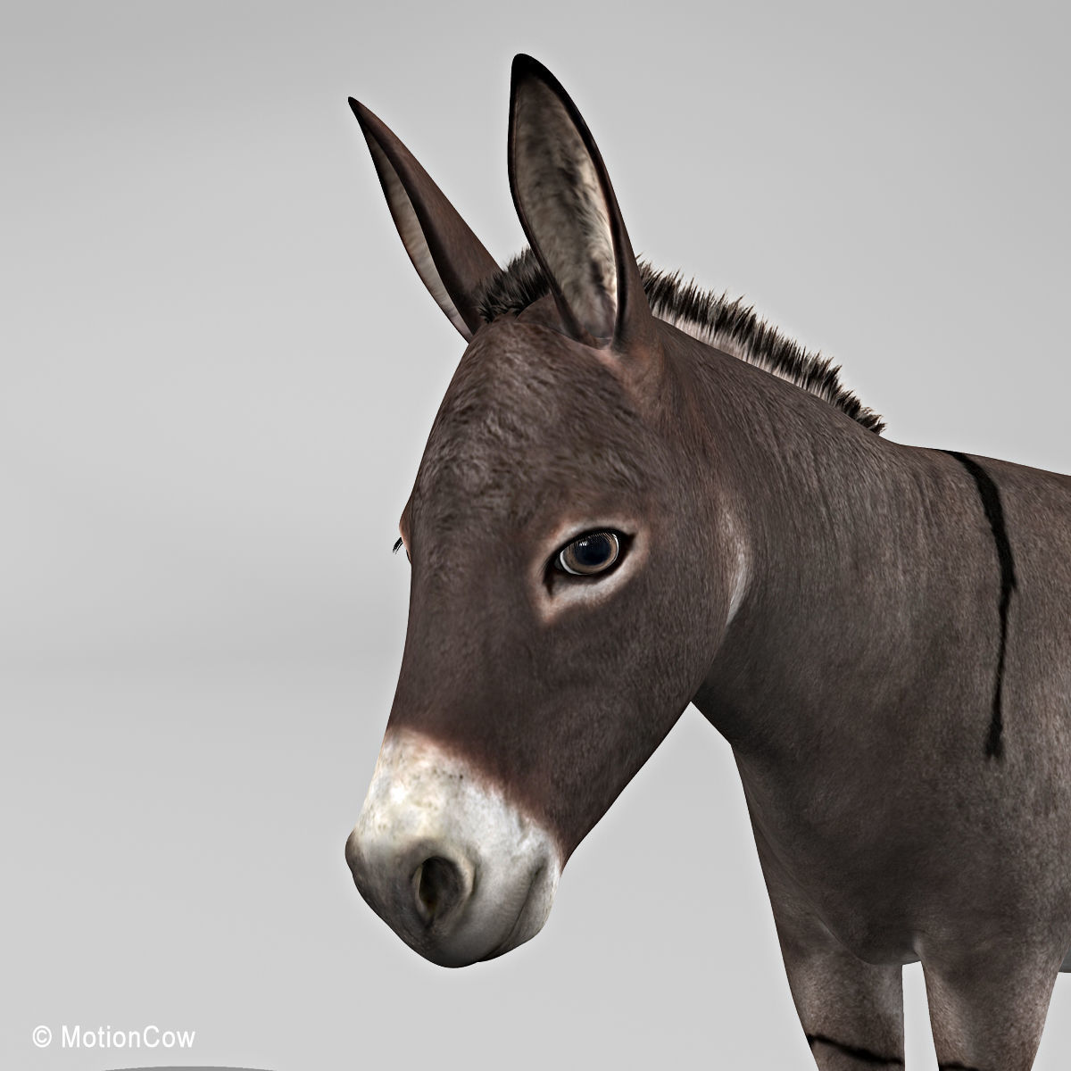 Donkey 3D model_19