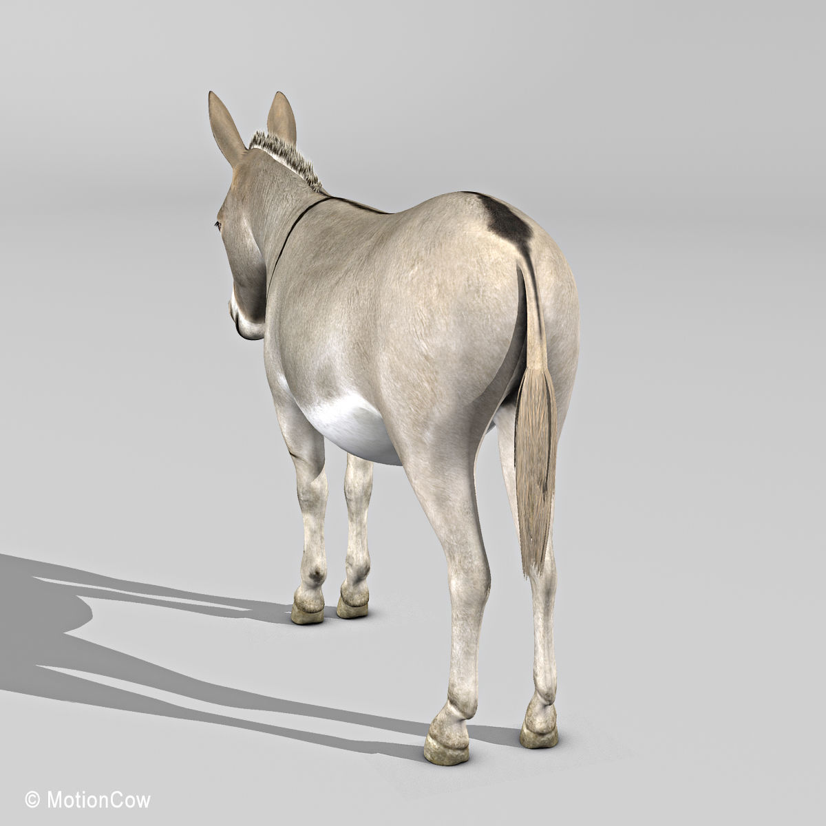 Donkey 3D model_6