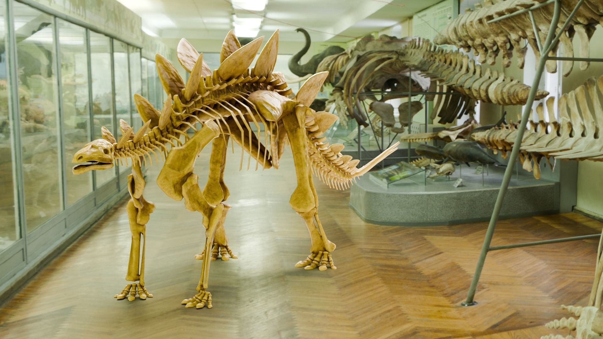 Realistic Ancient Reptilians Fossil Low-poly 3D model_48